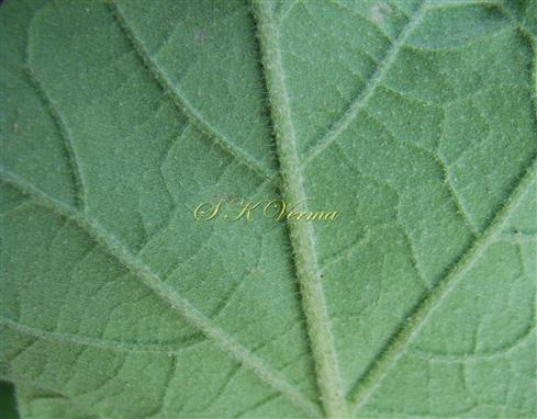 Leaf-a part -  with dense pubescence in abaxial view